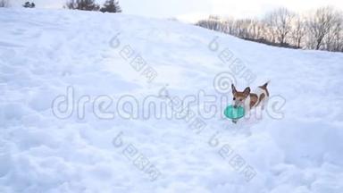 主动玩跑狗带圆盘玩具.. 冬天的天气下雪白色的时刻。 DLSR摄像机慢镜头